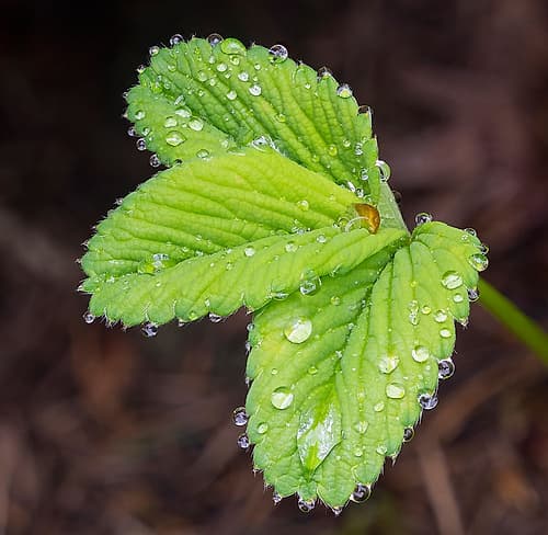 USA-Washington State Strawberry leaves with raindrops Art Print